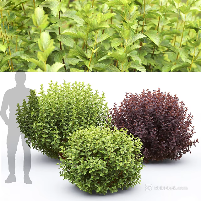 Rounded Ornamental Shrubs with Green and Purple Foliage for Garden Landscaping Decoration 3d model 