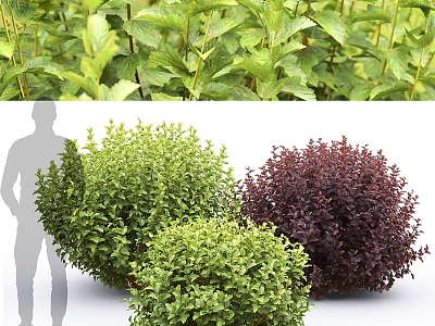 Modern shrubs 3d model