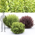 Modern shrubs 3d model