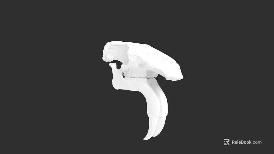 Detailed White Animal Skull Model With Prominent Canine Teeth On Black 3d model 