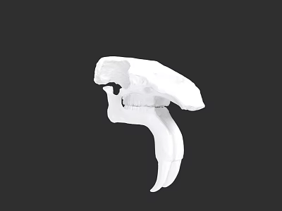 Detailed White Animal Skull Model With Prominent Canine Teeth On Black 3d model