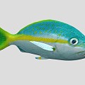 Yellow Snapper Marine Fish 3d model