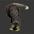 Tabby Cat With Blue Collar Red Bell And White Paws On Black Shiny Surface