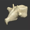 Detailed White Bone Like Sculpture With Textured Surface And Reflection On Black Background 3d model