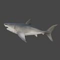 Realistic Shark 3D Model With Open Mouth Sharp Teeth And Gray Body 3d model