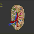 Commercial 3D Human Kidney Anatomical Model With Detailed Blood Vessel Structure