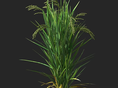 Lush Green Ornamental Grass With Long Leaves And Spikelets For Garden Decor 3d model