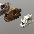 Various Animal Skulls Collection With Different Skeletal Structures And Colors 3d model