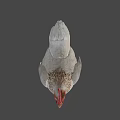 Game Movie Character White Chicken With Red Comb And Green Background