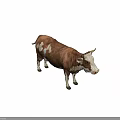 Brown And White Cow With Horns Standing On Gray Background