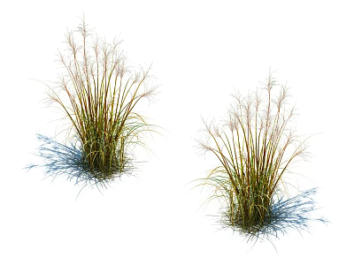 Lush Green Grasses With Slender Stems And Light Plumes Against White Background With Shadows 3d model