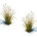 Lush Green Grasses With Slender Stems And Light Plumes Against White Background With Shadows