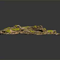 Natural Plant Landscape With Green Moss Fallen Leaves And Small Twigs In Irregular Shape