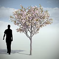 Blooming Flowering Tree With Pink White Blossoms And Person Silhouette Under Blue Sky