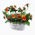 Decorative Potted Plant With Orange Red Flowers Green Leaves And HOME FLOWERS Design