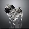 White And Black Pug Standing On Shiny Surface 3D Model 3d model
