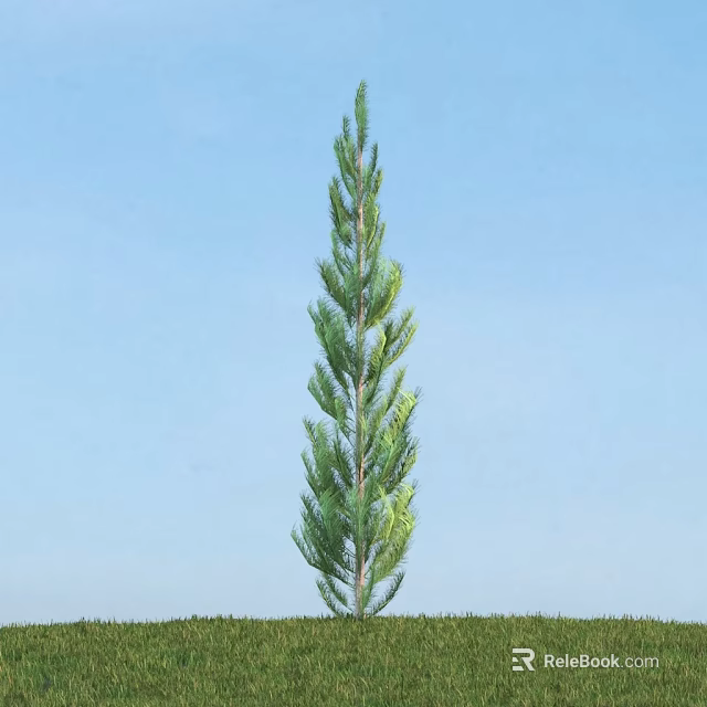 Tall Evergreen Arbor With Straight Trunk Against Blue Sky And Green Grass 3d model 