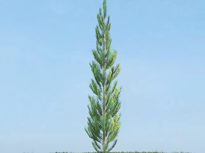 Tall Evergreen Arbor With Straight Trunk Against Blue Sky And Green Grass 3d model