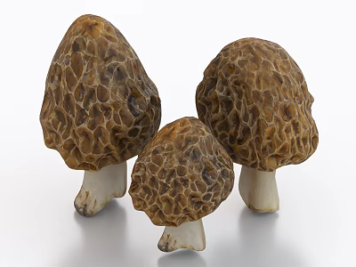 Fresh Wild Morel Mushrooms With Honeycomb Texture As Healthy Vegetable Ingredient For Dishes 3d model