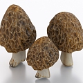 Morel mushroom vegetable food 3d model