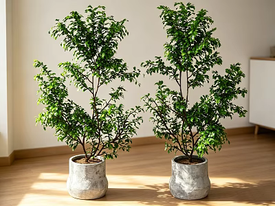 Two Bonsai Plants in Textured Gray Pots on Wooden Floor with Sunlight 3d model
