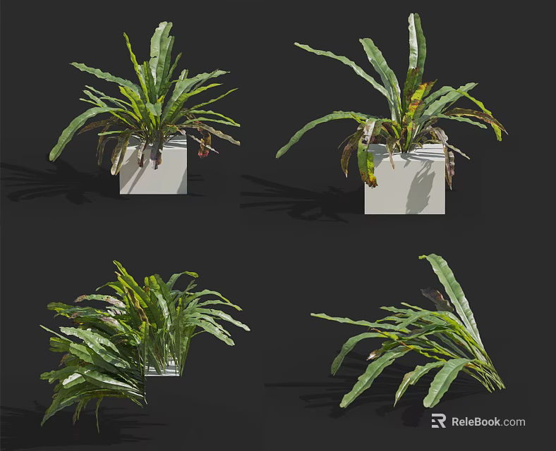Bonsai Potted Green Leafy Plants in White Square Pots with Different Views 3d model 