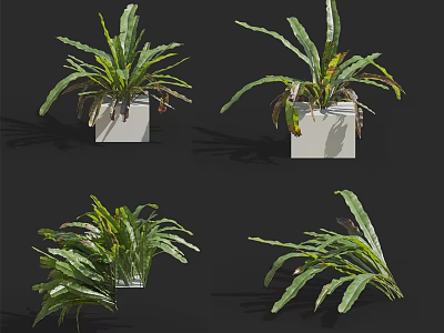 Bonsai Potted Green Leafy Plants in White Square Pots with Different Views 3d model