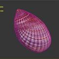 Colorful Marine Clam Shell With Red Orange Striped Texture On Dark Surface