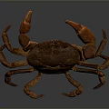 Detailed Brown Aquatic Crab With Large Claws And Segmented Body