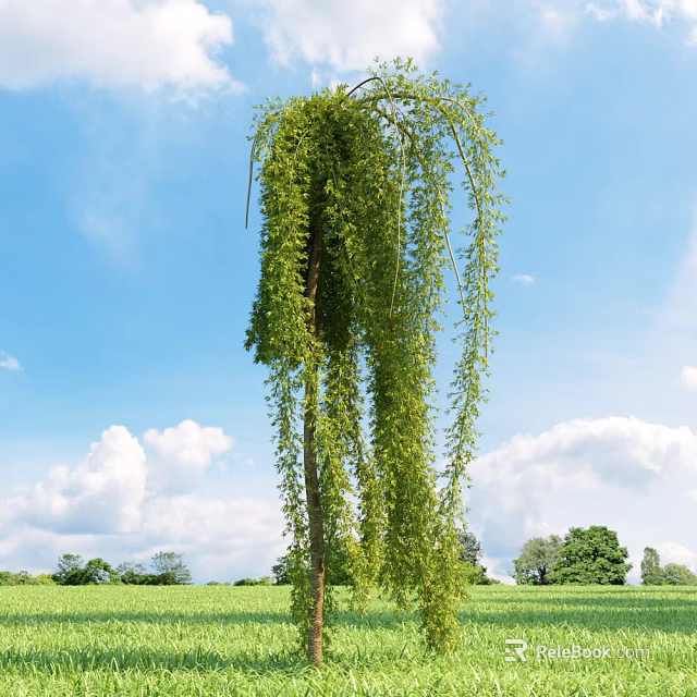 Weeping Willow Tree With Long Hanging Branches In Green Field Under Blue Sky 3d model