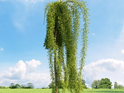 Weeping Willow Tree With Long Hanging Branches In Green Field Under Blue Sky 3d model