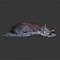 Cat Lying On Soft Blue Cushion Sleeping Peacefully And Comfortably 3d model