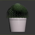 Lush Green Leafy Plant With Round Shape In Pink Pot For Indoor Decoration