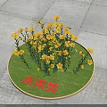 Vibrant Yellow Flowers Of Vegetable Plants Growing On Circular Green Lawn With Gray Stone Pavement