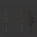 Three Leafless Trees With Bare Trunks And Branches On White Background