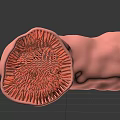Man's Intestinal Cross Section Showing Villi Structure And Internal Details