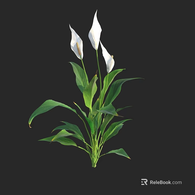 White Spathiphyllum Flowers With Green Leaves For Indoor Home Decor On Black Background 3d model 