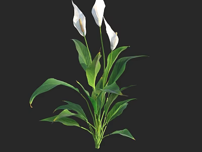 White Spathiphyllum Flowers With Green Leaves For Indoor Home Decor On Black Background 3d model