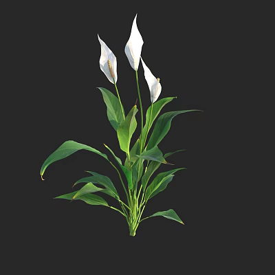 White Spathiphyllum Flowers With Green Leaves For Indoor Home Decor On Black Background 3d model