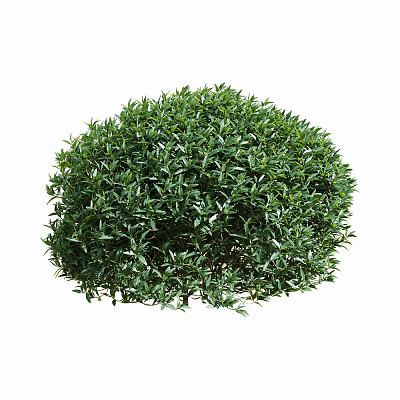 modern shrub green plant 3d model