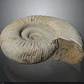 Ammonite Fossil Spiral Shell With Organ Like Structure And Hair Like Texture
