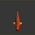 Bright Red Goldfish Showcasing Golden Scales Flowing Fins and Curved Tail