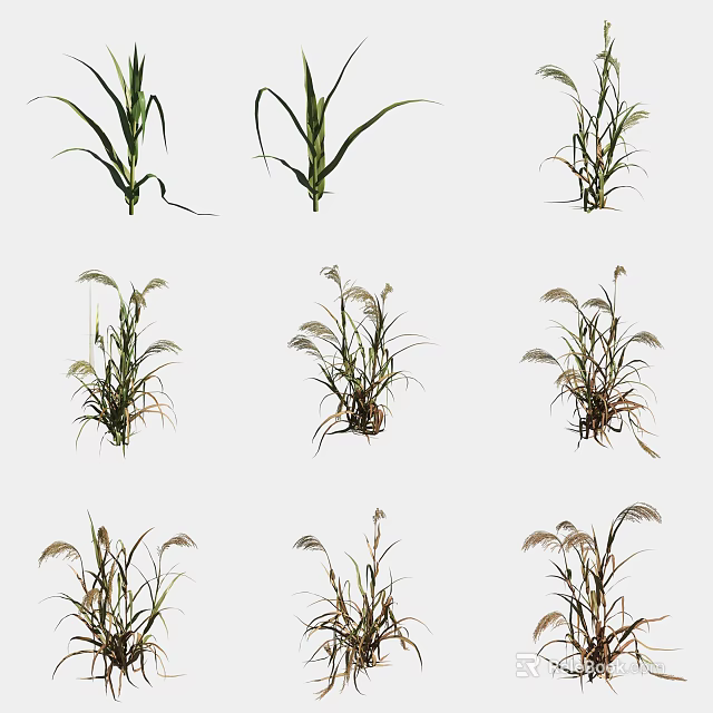 Vibrant Green Corn and Foxtail Grass Plants Thriving in Outdoor Setting 3d model 