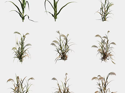 Vibrant Green Corn and Foxtail Grass Plants Thriving in Outdoor Setting 3d model