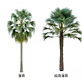 Chinese Fan Palm Arbor Trees With Lush Green Fronds And Distinctive Trunks In High Definition