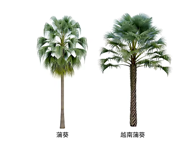 Chinese Fan Palm Arbor Trees With Lush Green Fronds And Distinctive Trunks In High Definition 3d model