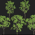 Group of Lush Green Arbor Trees With Dense Foliage And Tall Trunks