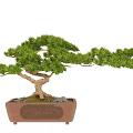 Bonsai Pine Tree With Curved Trunk And Lush Green Foliage In Brown Carved Ceramic Pot