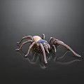 Realistic Brown Spider With Light Colored Abdomen On Dark Reflective Surface
