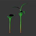 Green Seedlings with Stems and Leaves on Dark Background and Visible Reflections